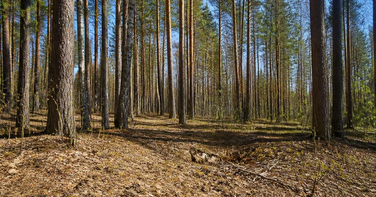 25 мая в Нижегородской области объявлен четвёртый класс пожарной опасности 25 мая в Нижегородской области ожидается четвёр...