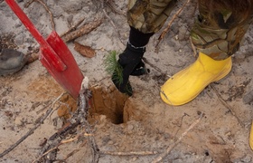 В Нижегородской области планируют высадить сотн...