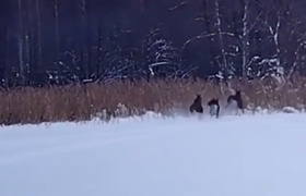 Лосей засняли в лесах Нижегородской области