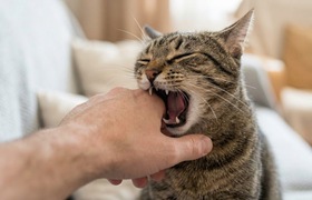 Карантин по бешенству на Автозаводе ввели после...